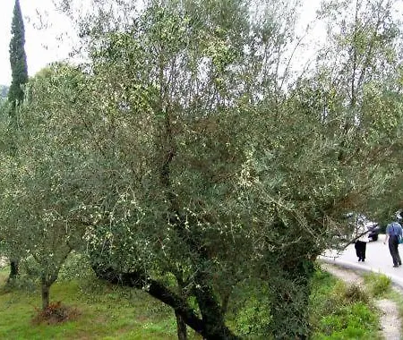 Athina