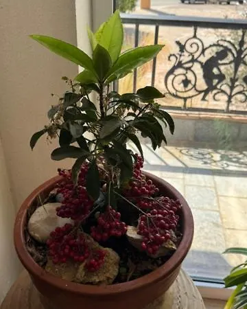 Отель Athina
