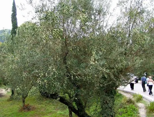 Athina